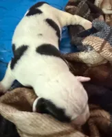 boy #2, a male American Bulldog for sale in Independence, MO – 3 of 7