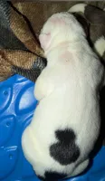 Girl #2, a female American Bulldog for sale in Independence, MO – 2 of 6