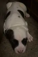 Mia, a female American Bulldog for sale in Independence, MO – 6 of 10