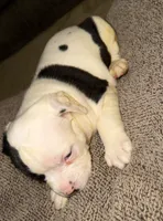ziggy, a male American Bulldog for sale in Independence, MO – 3 of 10