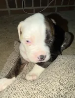 Rosie, a female American Bulldog for sale in Independence, MO – 5 of 10