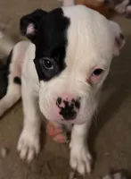 Aria, a female American Bulldog for sale in Independence, MO – 3 of 10