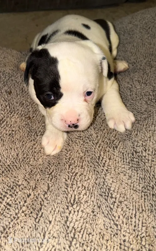 ziggy – American Bulldog puppy for sale in Independence, MO