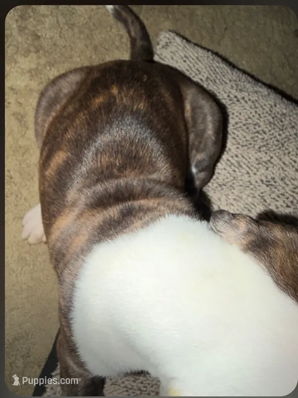 Rosie – American Bulldog puppy for sale in Independence, MO