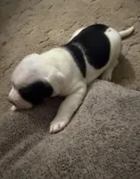 Aria, a female American Bulldog for sale in Independence, MO – 4 of 9