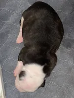 Girl #1, a female American Bulldog for sale in Independence, MO – 3 of 7