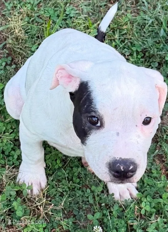 Pixie – American Bulldog puppy for sale in Independence, MO