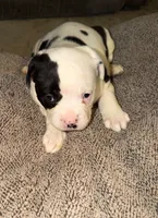 Pixie, a female American Bulldog for sale in Independence, MO – 1 of 10