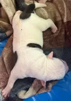 Girl #3, a female American Bulldog for sale in Independence, MO – 3 of 7