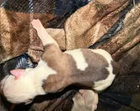 Boy #1, a male American Bulldog for sale in Independence, MO – 2 of 6