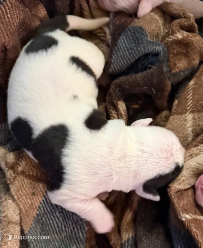 Girl #4 – American Bulldog puppy for sale in Independence, MO