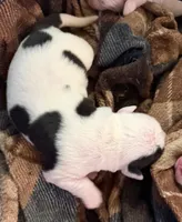 Girl #4, a female American Bulldog for sale in Independence, MO – 1 of 7
