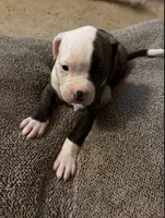 Rosie, a female American Bulldog for sale in Independence, MO – 6 of 10