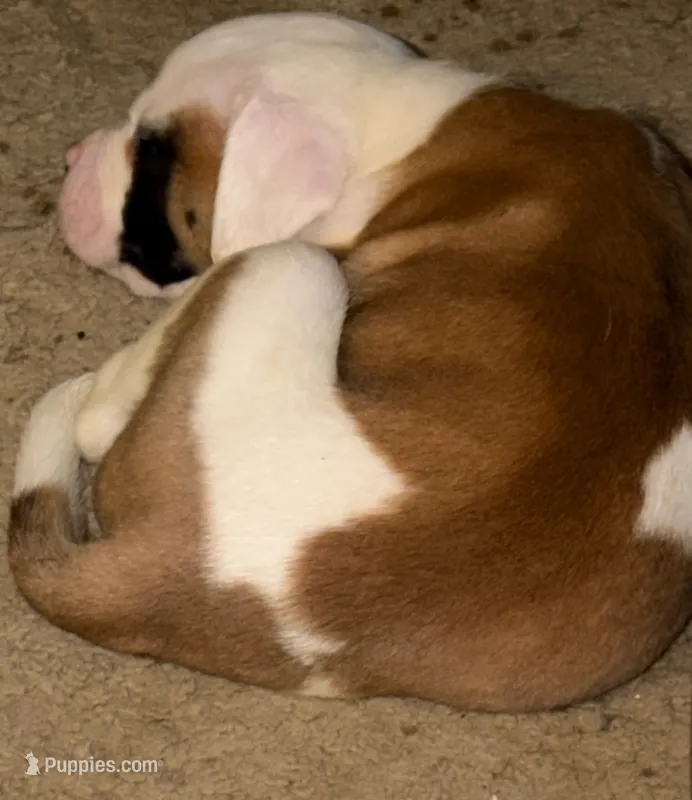 romeo – American Bulldog puppy for sale in Independence, MO