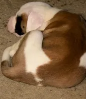 romeo, a male American Bulldog for sale in Independence, MO – 2 of 10