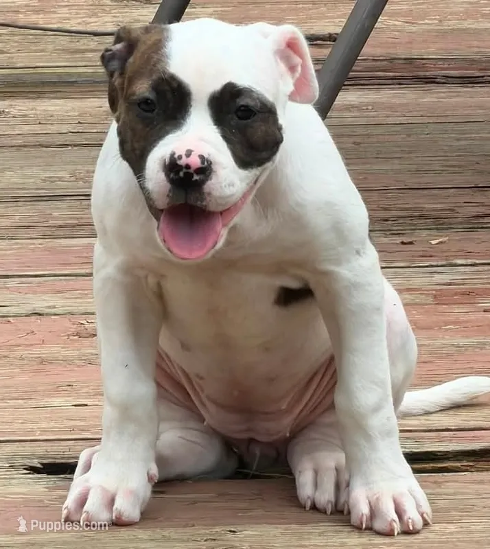 Mia – American Bulldog puppy for sale in Independence, MO