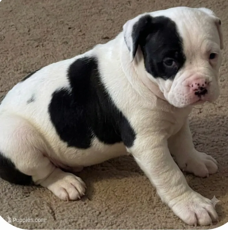 Aria – American Bulldog puppy for sale in Independence, MO
