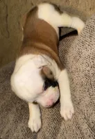 romeo, a male American Bulldog for sale in Independence, MO – 3 of 10