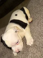 Pixie, a female American Bulldog for sale in Independence, MO – 5 of 10