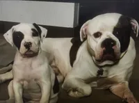 Girl #2, a female American Bulldog for sale in Independence, MO – 5 of 6