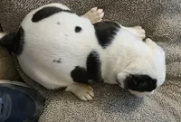 Pixie, a female American Bulldog for sale in Independence, MO – 4 of 8
