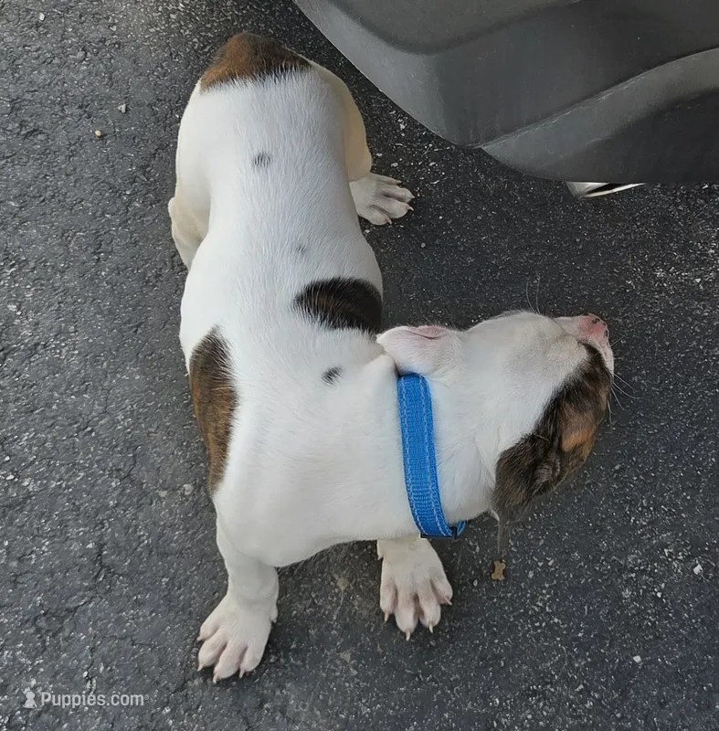 Mia – American Bulldog puppy for sale in Independence, MO