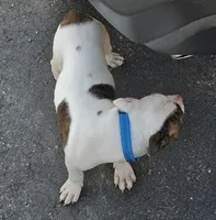 Mia, a female American Bulldog for sale in Independence, MO – 2 of 10