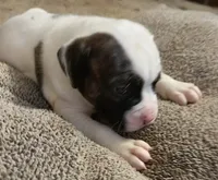 Pixie, a female American Bulldog for sale in Independence, MO – 2 of 8