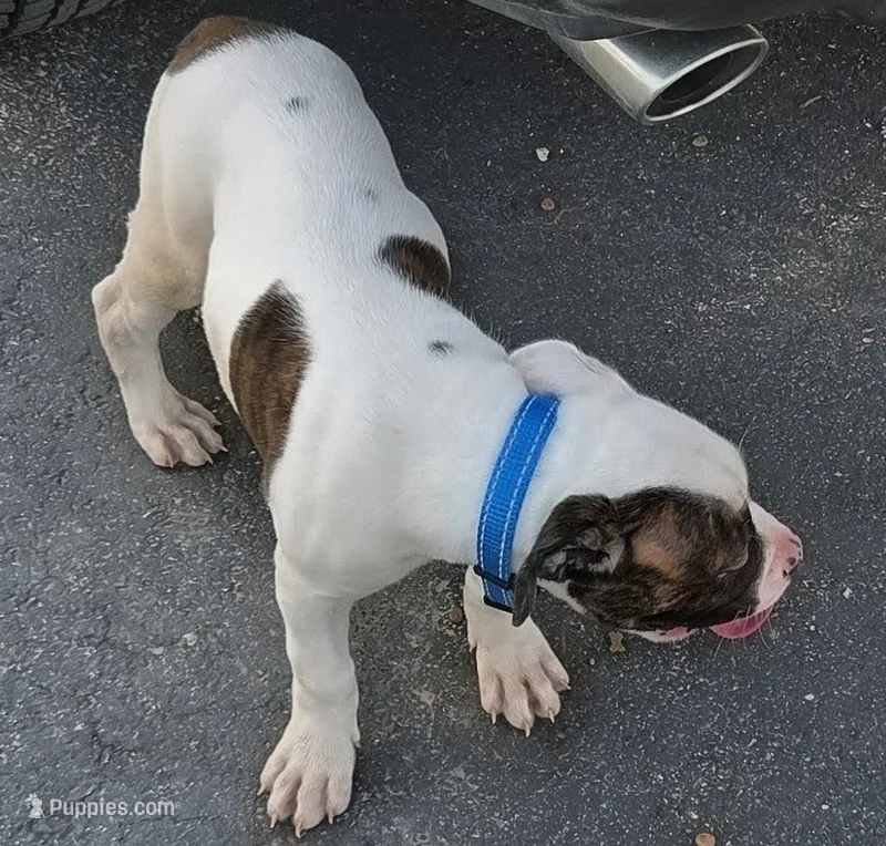 Mia – American Bulldog puppy for sale in Independence, MO