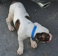 Mia, a female American Bulldog for sale in Independence, MO – 1 of 10
