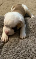 romeo, a male American Bulldog for sale in Independence, MO – 4 of 10