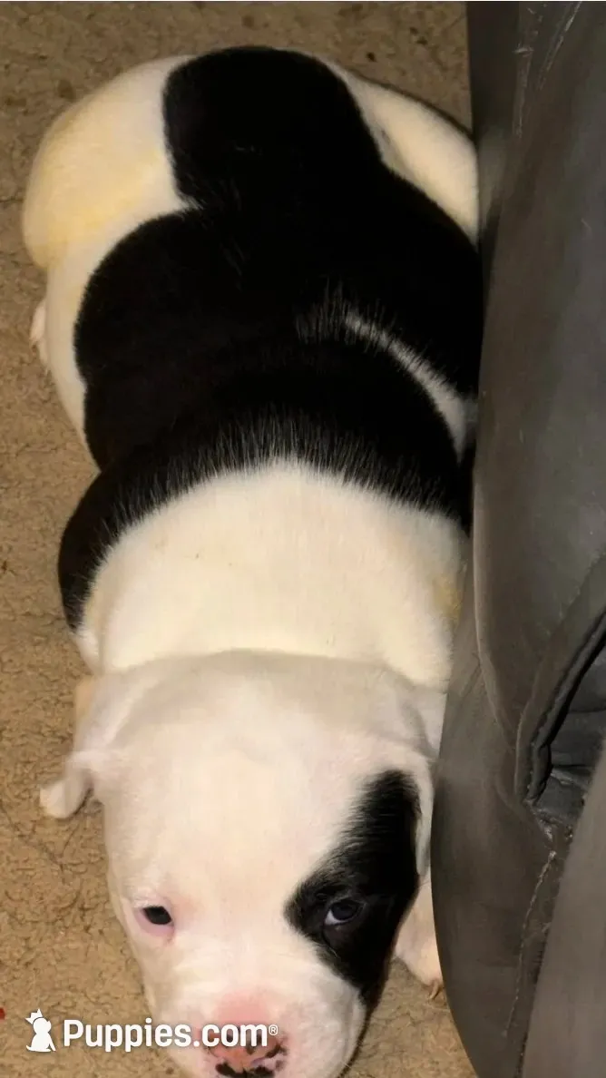Aria, a female American Bulldog for sale in Independence, MO – 1 of 10