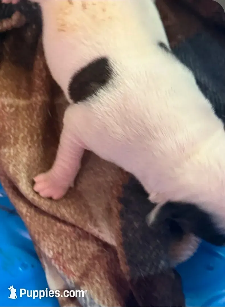 Mia, a female American Bulldog for sale in Independence, MO – 3 of 10