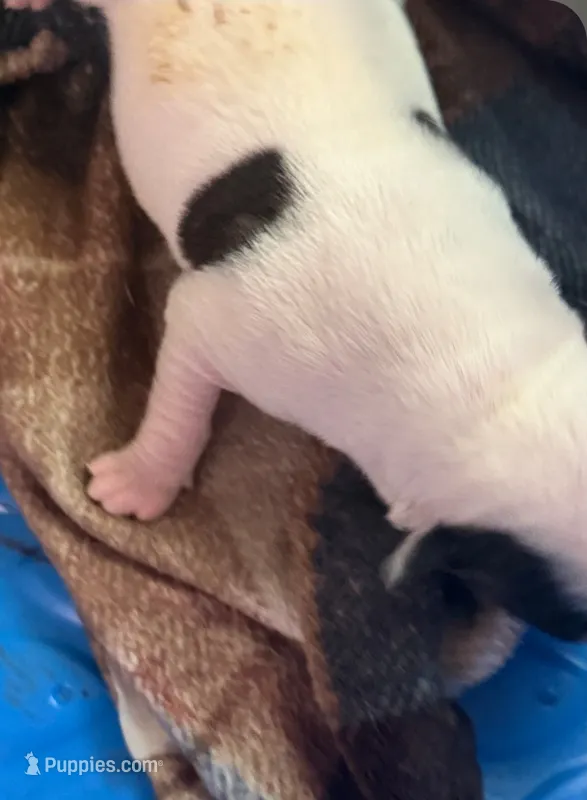 Girl #3 – American Bulldog puppy for sale in Independence, MO