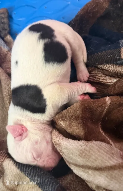 boy #2 – American Bulldog puppy for sale in Independence, MO