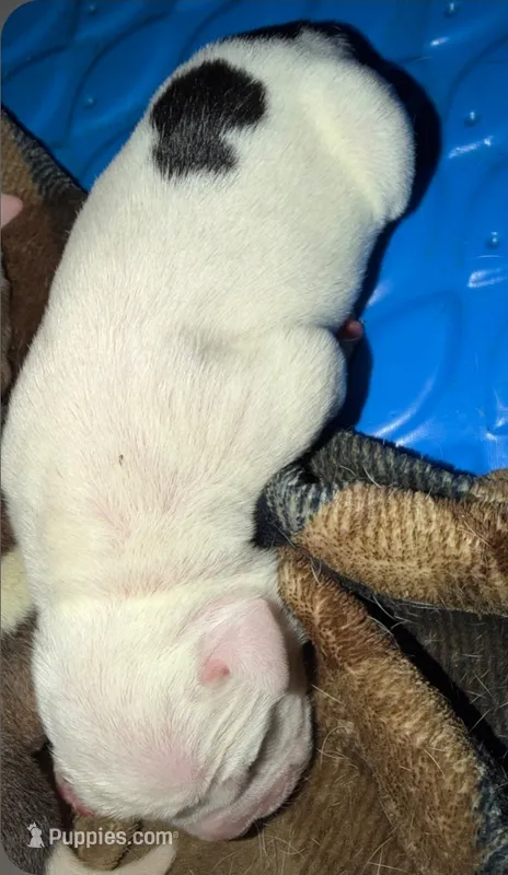 Girl #2 – American Bulldog puppy for sale in Independence, MO