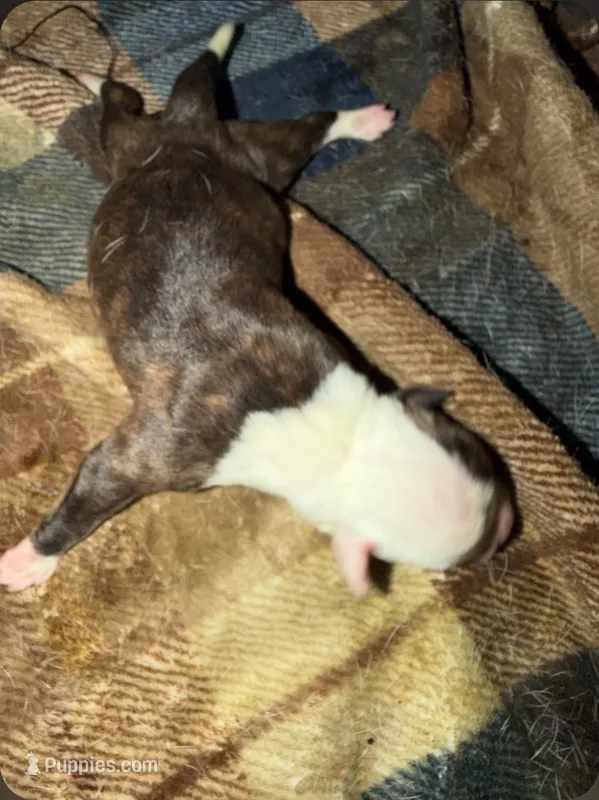 Girl #1 – American Bulldog puppy for sale in Independence, MO