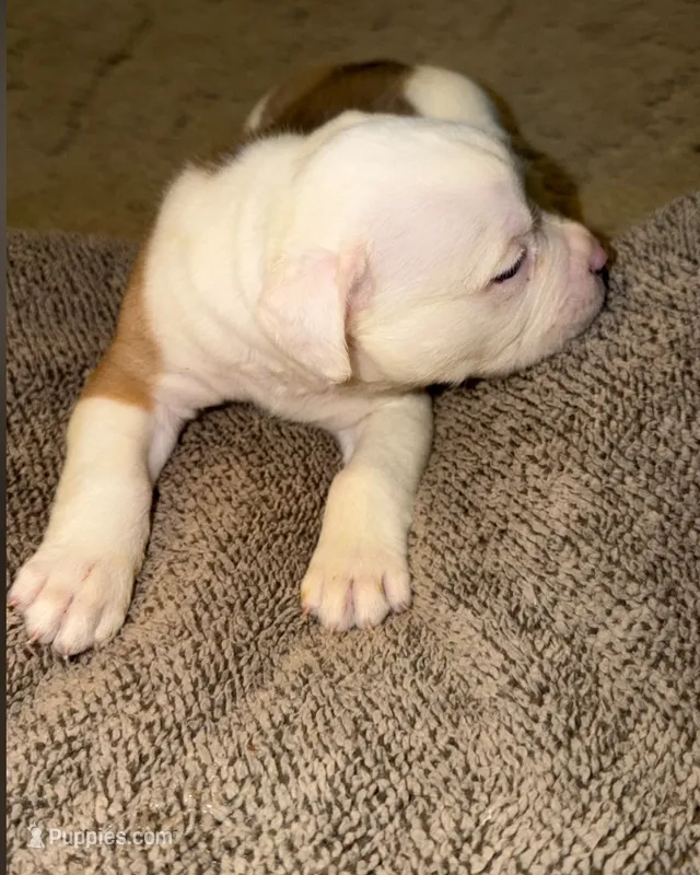 romeo – American Bulldog puppy for sale in Independence, MO