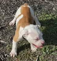 romeo, a male American Bulldog for sale in Independence, MO – 3 of 10
