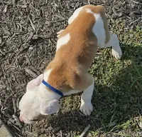 romeo, a male American Bulldog for sale in Independence, MO – 8 of 10