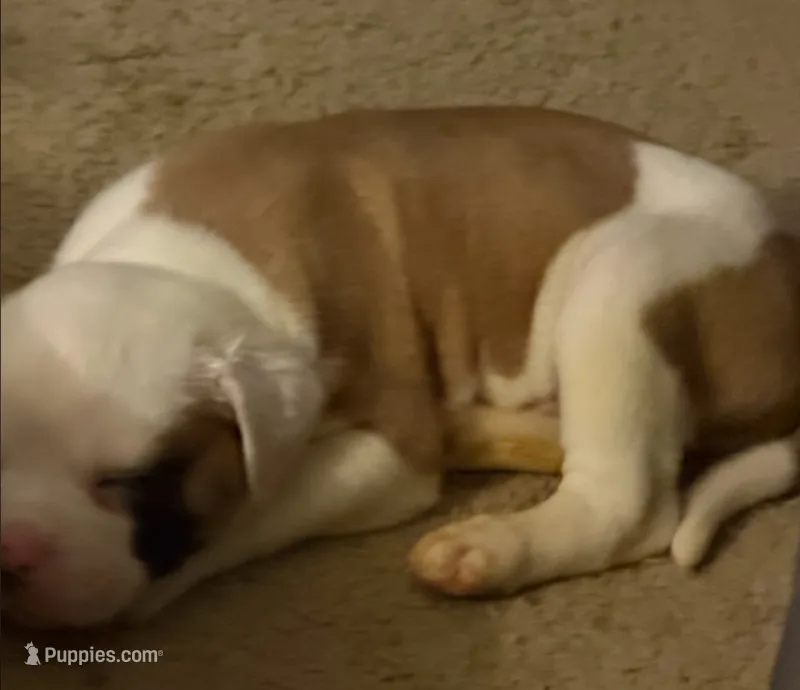 romeo – American Bulldog puppy for sale in Independence, MO