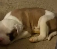 romeo, a male American Bulldog for sale in Independence, MO – 1 of 10