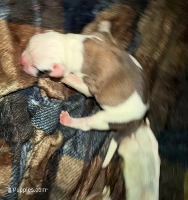 Boy #1 – American Bulldog puppy for sale in Independence, MO