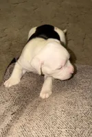 Aria, a female American Bulldog for sale in Independence, MO – 2 of 9