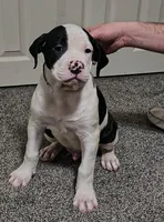 processed/5cc9f81a-7eef-42a5-bc7b-569f755c1058/listing/d0e7c1a3-9058-4e70-9557-b4342e80502a/e5848d34-9296-449b-93fa-53b2c5182dc7