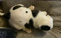 Pixie, a female American Bulldog for sale in Independence, MO – 6 of 10