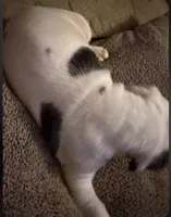 Mia, a female American Bulldog for sale in Independence, MO – 5 of 10