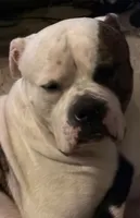 Pixie, a female American Bulldog for sale in Independence, MO – 7 of 8