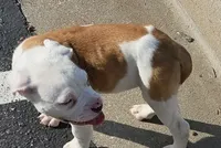 romeo, a male American Bulldog for sale in Independence, MO – 7 of 10
