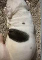 Pixie, a female American Bulldog for sale in Independence, MO – 3 of 8